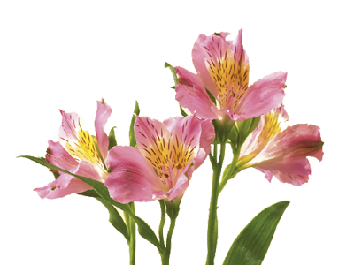 alstroemeria.png