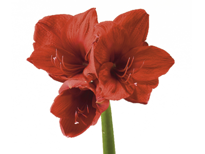 Amaryllis