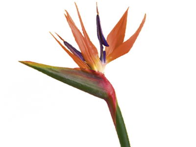 Bird of Paradise