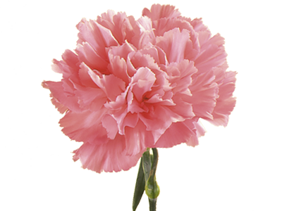 carnation pink aura meaning