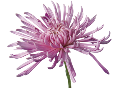 Chrysanthemum chrysanthemum mums flower meaning amp; symbolism 