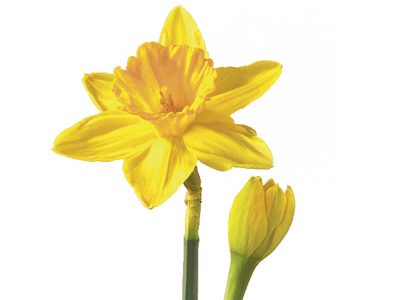 Daffodil  About Flowers