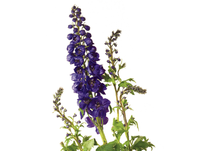 Larkspur Delphinium