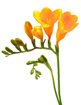 Freesia