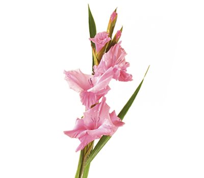 Gladiola