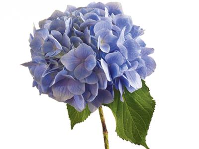 Hydrangea Flower Meaning & Symbolism | Teleflora