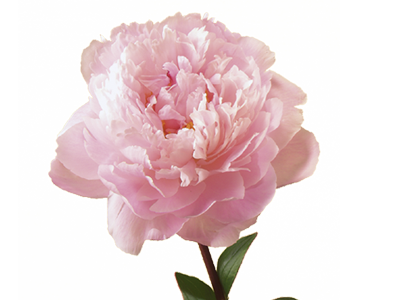 Peony