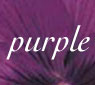 colors_purple.jpg