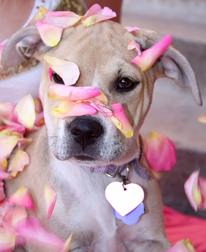 Dog and rose petals