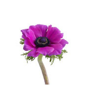 anemone