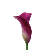 calla lily