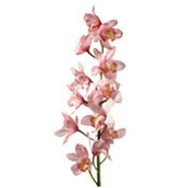 cybidium orchid