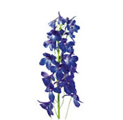 delphinium