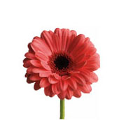 pink gerbera