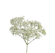 gypsophila