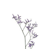 limonium