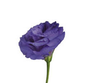 lisianthus