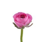 pink ranunculus