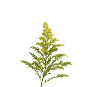 solidago