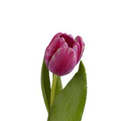 purple tulip