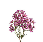 waxflower