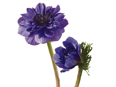 Anemone Meaning Symbolism Teleflora