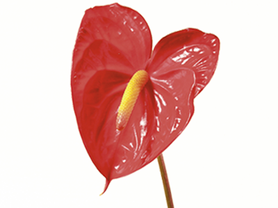 Anthurium