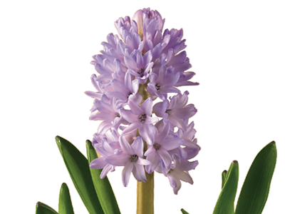 Hyacinth