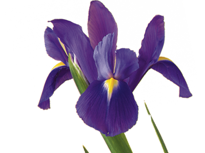 The Iris Flower