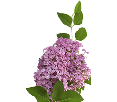 35++ Lilac flower etymology info