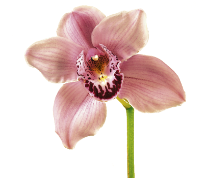 orchid.png