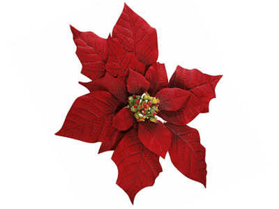 a christmas flower