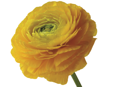 yellow ranunculus meaning