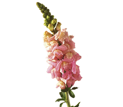 Snapdragon Antirrhinum Flower Meaning Symbolism Teleflora