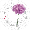 Sagittarius is Carnations