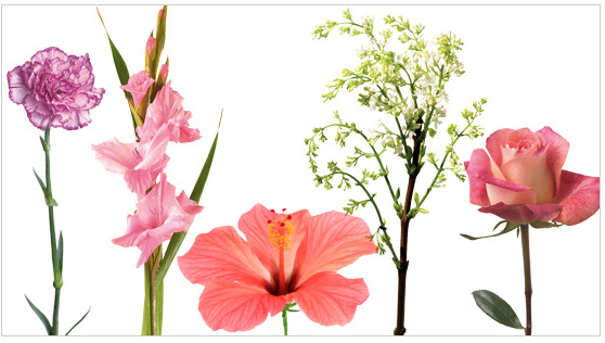 Using and Growing Edible Flowers for Floral Design