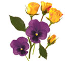 Rosas amarillas y violetas