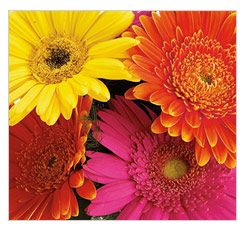 gerberas