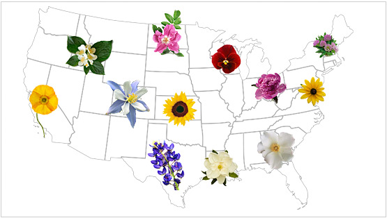 Official State Flowers for USA