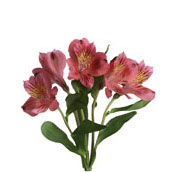 alstroemeria pink