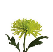 chrysanthemum fiji