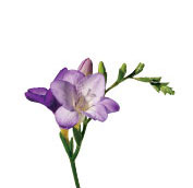 freesia