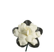 gardenia