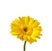 yellow gerbera