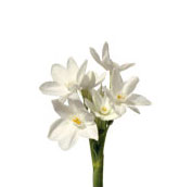 narcissus paper white