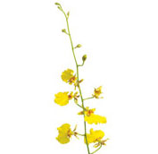 oncidium orchid