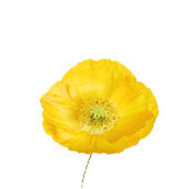 poppy