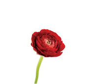 ranunculus