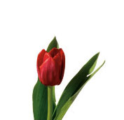 red tulip