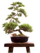 bonsai